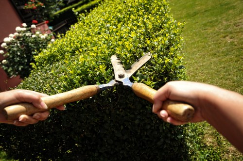 A close-up view of two hands holding pruning shears and hedge trimmers, trimming a dense, neatly shaped green shrub in a well-maintained garden. The hedge displays vibrant green leaves and has a uniform, rounded top, indicating recent trimming work. In the background, a lush lawn with grass of consistent density and colour extends alongside the trimmed hedge, with a hint of flowering plants and garden features visible in the distance. The outdoor setting appears sunny with natural light highlighting the textures of the leaves, tools, and garden surface, suggesting a typical gardening session in a residential garden in Chiswick or nearby area of West London. This scene exemplifies professional hedge trimming services offered by Hedge Trimming Chiswick, focusing on creating tidy, aesthetically pleasing landscaped outdoor spaces suitable for a variety of garden styles and sizes.
