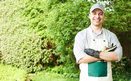 A professional gardener stands in a lush, well-maintained garden in Chiswick, London, with vibrant green foliage and a neatly trimmed hedge in the background. The foreground features a neatly kept lawn with dense, healthy grass, bordered by flower beds and a paved patio area. The gardener is smiling, wearing a light grey cap, a striped shirt with rolled-up sleeves, black gardening gloves, and an apron, holding gardening tools in his arms. The outdoor space appears to be landscaped with a variety of shrubs and small trees, characteristic of a typical garden maintained by hedgetrimmingchiswick.co.uk. Overcast weather provides soft, diffuse lighting, emphasizing the lush greenery and natural tones of the garden. The overall scene reflects a neatly landscaped outdoor environment suitable for professional gardening and hedge trimming services, aligning naturally with local property maintenance in the Chiswick area.