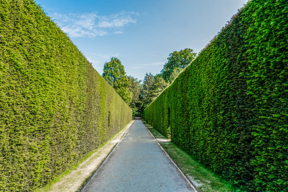 A long, narrow pathway lined on both sides by tall, neatly trimmed hedges with vibrant green foliage. The hedges are dense and evenly shaped, creating a uniform appearance along the length of the path