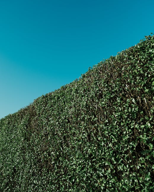 A long, narrow pathway lined on both sides by tall, neatly trimmed hedges with vibrant green foliage. The hedges are dense and evenly shaped, creating a uniform appearance along the length of the path
